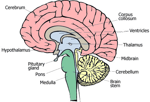 Labeled diagram of the human brain in side view showing the cerebrum, corpus callosum, ventricles, thalamus, hypothalamus, midbrain, cerebellum, brainstem, pons, medulla, and pituitary gland.