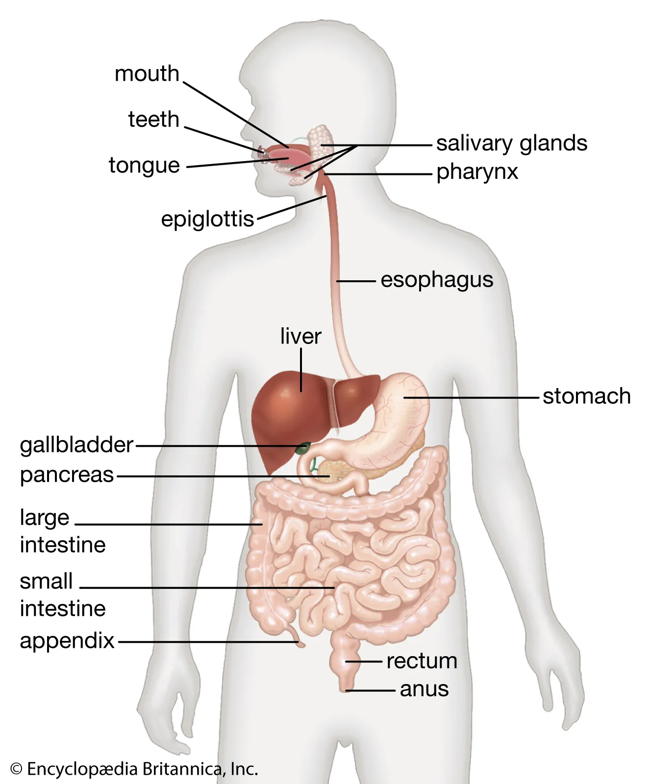 Anatomy of the Human Digestive System