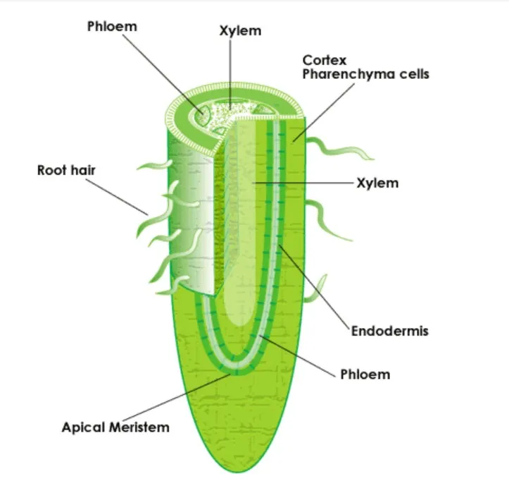 Cross-section of root showing epidermis, cortex, endodermis, xylem and phloem