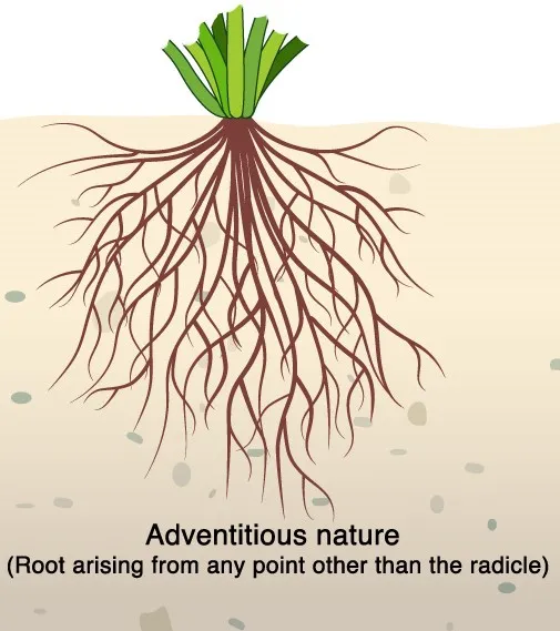 Illustration of fibrous root system showing many thin roots spreading in soil