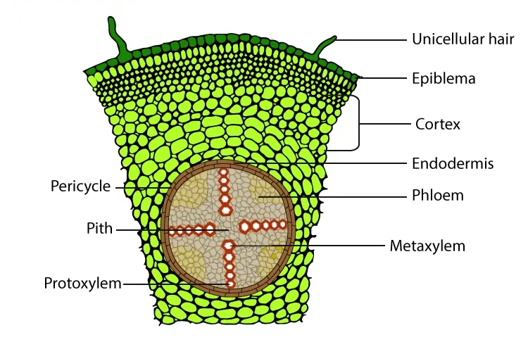Diagram of water transport in xylem upward and food transport in phloem both upward and downward