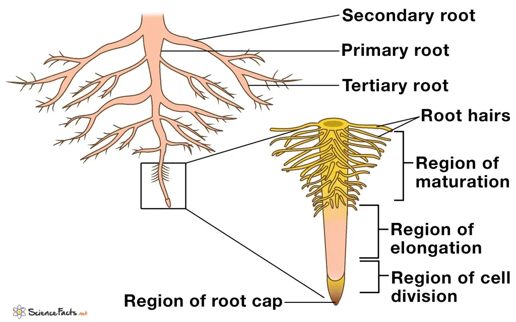Diagram of root showing epidermis, cortex, endodermis, xylem and phloem