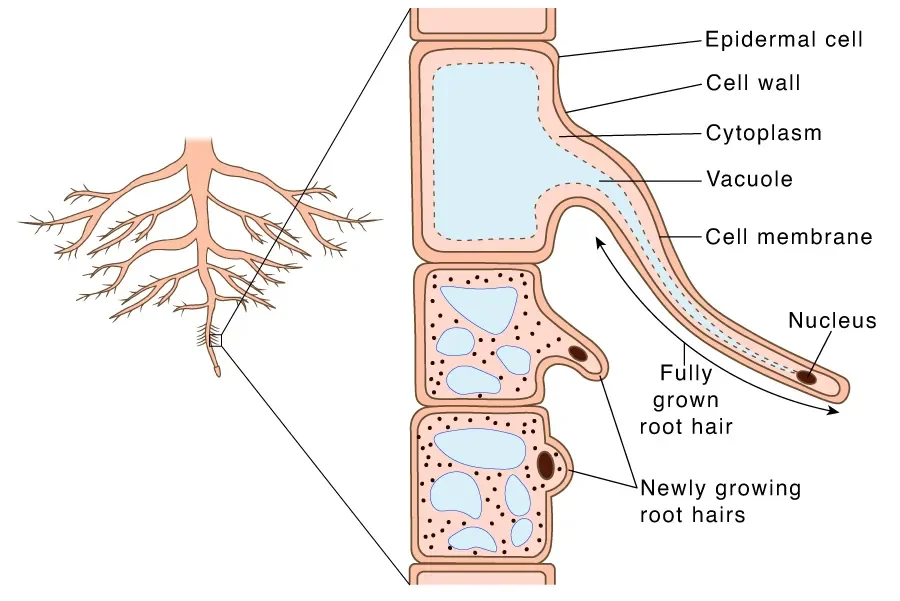 Microscopic view of root hair absorbing water and minerals from soil