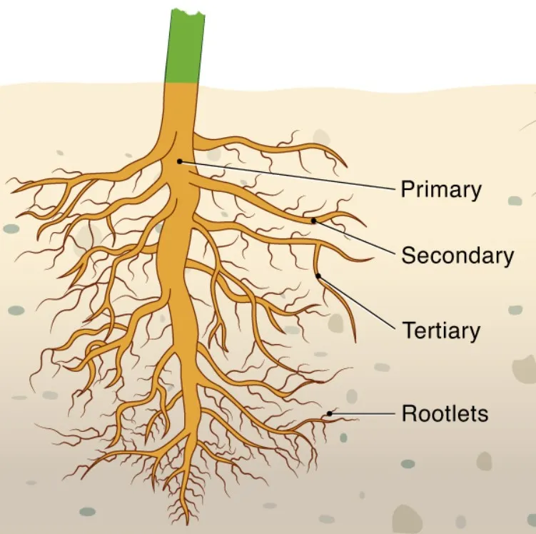 Illustration of tap root system with primary root and lateral branches"