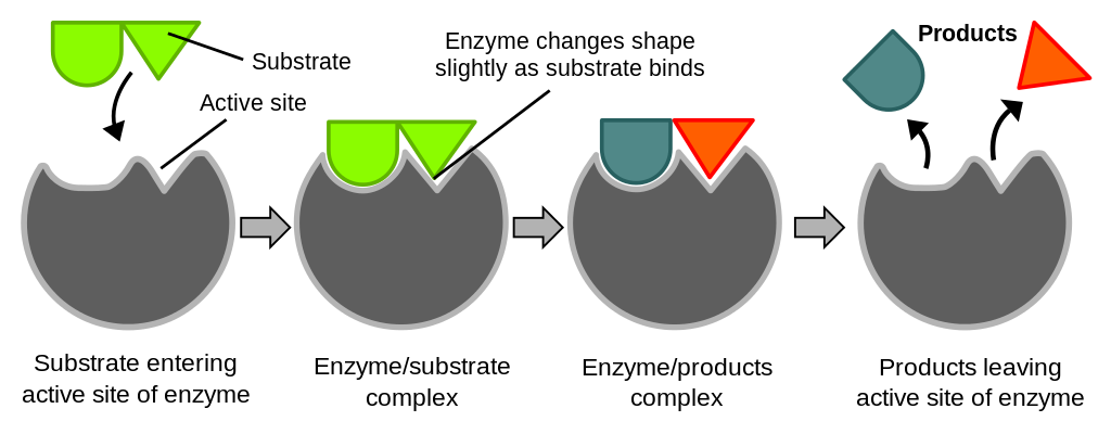 Induced fit model