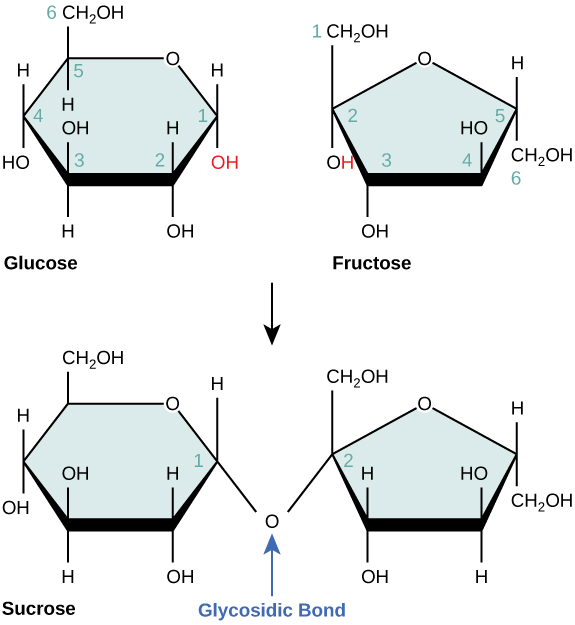Carbohydrates structure