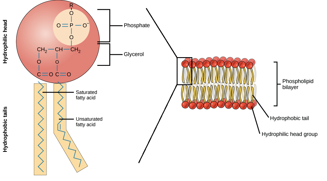 Phospholipid structure