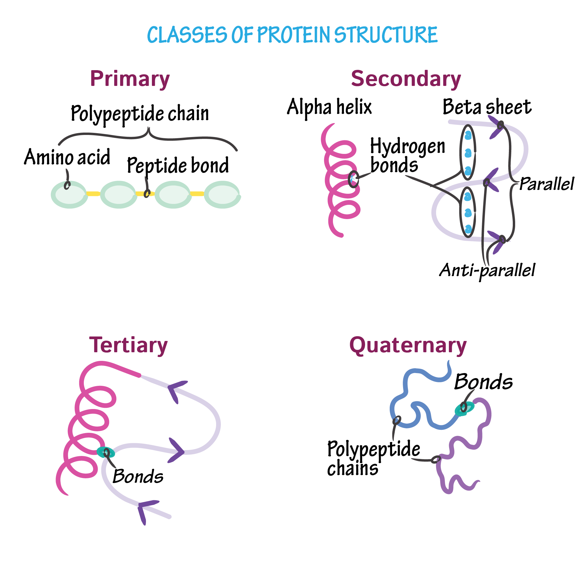 Protein structure levels