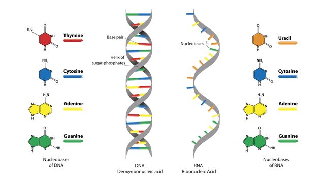 DNA vs RNA comparison