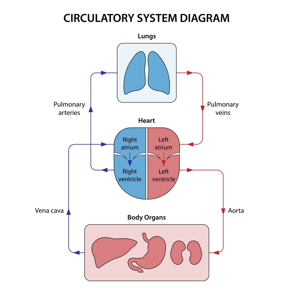 Human circulatory system sequence: Vena Cava to Pulmonary Artery