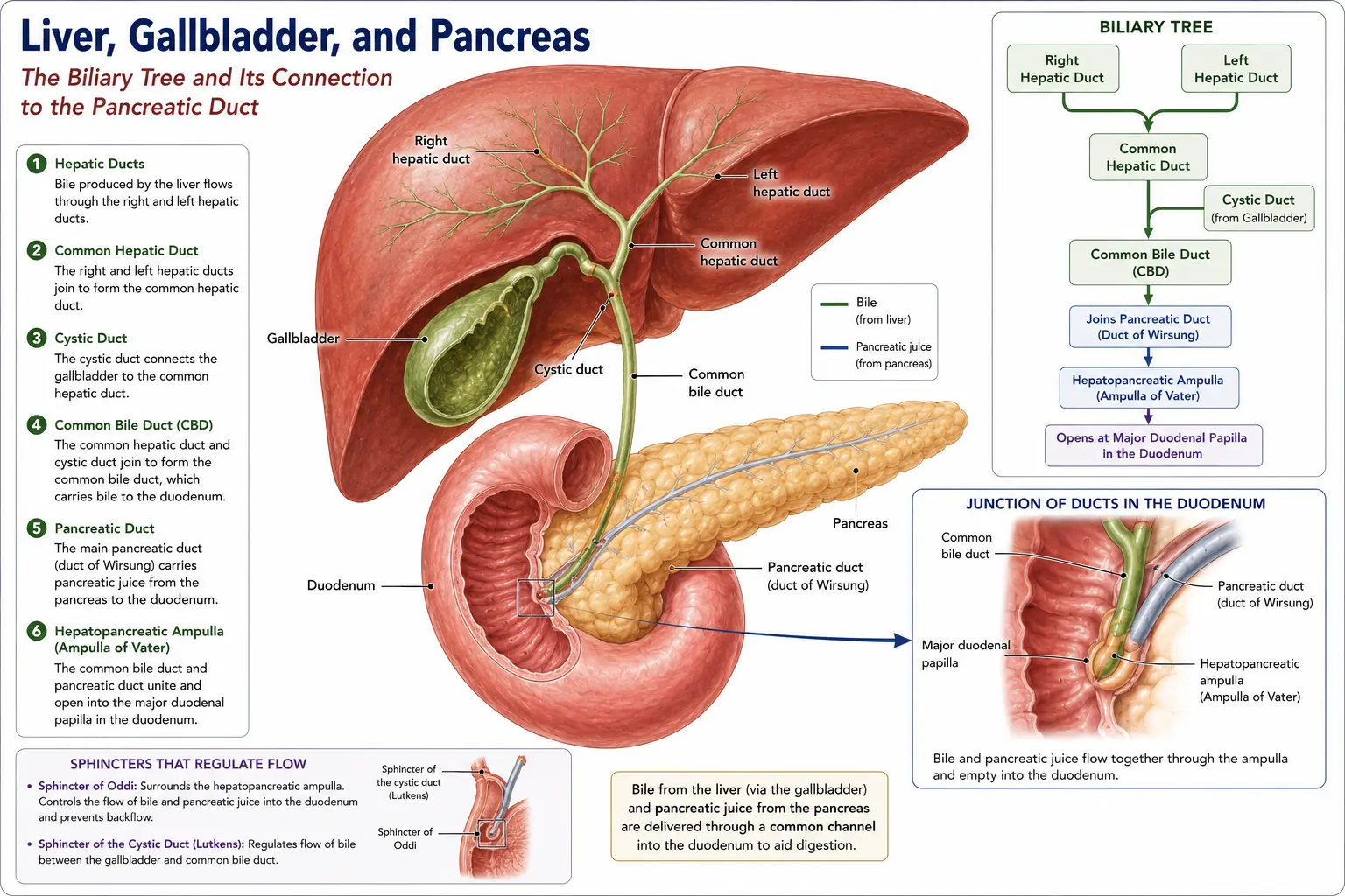 Liver, Gallbladder, and Pancreas